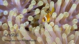  Presentation with juvenile - Slide set with  background and a  colored foreground.