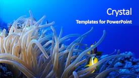  Presentation with juvenile - Presentation featuring symbiosis - juvenile anemonefish over leather anemone background and a dark gray colored foreground