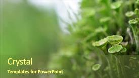  Presentation with lichen - Beautiful PPT layouts featuring symbiosis - macro of a lichen cladonia backdrop and a tawny brown colored foreground