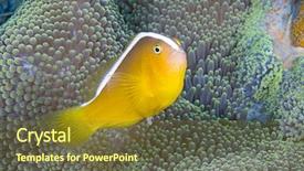  Presentation with orange - Colorful slide set enhanced with symbiosis - orange skunk clownfish amphiprion sandaracinos backdrop and a tawny brown colored foreground