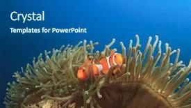  Presentation with unmanned underwater vehicles - Colorful presentation enhanced with symbiosis - pair of clown anemonefish backdrop and a ocean colored foreground