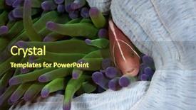  Presentation with underwater - Presentation design with symbiosis - pink anemonefish - a series background and a tawny brown colored foreground