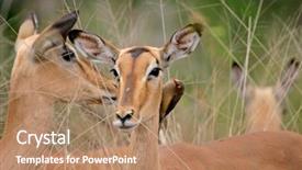  Presentation with kruger - Presentation featuring symbiosis - portrait of a female impala background and a  colored foreground