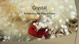  Presentation with red white blue confetti - Presentation design enhanced with symbiosis - red clownfish white anemone background and a soft green colored foreground