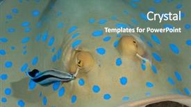  Presentation with cleaning - Slides having symbiosis - symbiotic cleaner wrasse cleaning blue background and a gray colored foreground