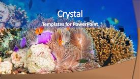  Presentation with clownfish nemo fish - Slide set enhanced with symbiosis - topical saltwater fish clownfish background and a cobalt blue colored foreground