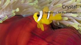  Presentation with aquarium sea anemone - PPT theme featuring symbiosis - two banded anemonefish amphiprion bicinctus background and a coral colored foreground