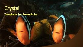  Presentation with coral - Audience pleasing PPT theme consisting of symbiotic - anemone clownfish coral underwater backdrop and a wine colored foreground