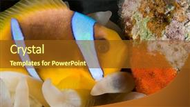  Presentation with eggs egg carton egg box - Colorful slides enhanced with symbiotic - anemone fish laying eggs backdrop and a tawny brown colored foreground