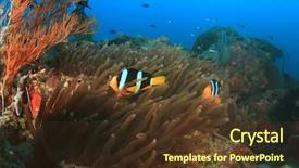  Presentation with corral reef - PPT theme enhanced with symbiotic - clarkes anemonefish on coral reef background and a  colored foreground