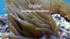  Presentation with clown - Presentation theme having symbiotic - clown fish in anemone close background and a  colored foreground