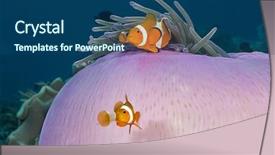  Presentation with amphiprion ocellaris clownfish in marine - Presentation featuring symbiotic - clownfish couple amphiprion ocellaris background and a ocean colored foreground