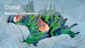  Presentation with pink - Beautiful slide deck featuring symbiotic - pink anemonefish amphiprion perideraion backdrop and a light blue colored foreground