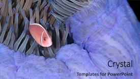  Presentation with pacific island - PPT theme enhanced with symbiotic - pink skunk anemonefish amphiprion perideraion background and a light blue colored foreground