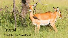  Presentation with serengeti africa - Beautiful presentation theme featuring symbiotic - red-billed oxpecker african bird perching backdrop and a yellow colored foreground