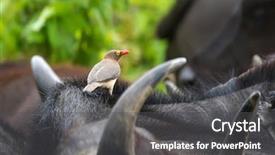  Presentation with cape town south africa - Audience pleasing PPT layouts consisting of symbiotic - red-billed oxpecker african bird backdrop and a dark gray colored foreground