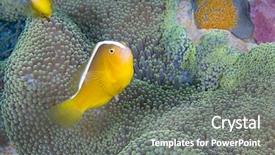  Presentation with pacific island - Slide deck having symbiotic - yellow clownfish amphiprion sandaracinos hiding background and a gray colored foreground
