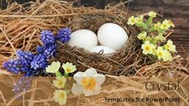  Presentation with bird eggs - Slides enhanced with symbol-of-spring-with-natural background and a coral colored foreground