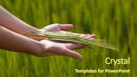  Presentation with fertility - Presentation enhanced with symbolic gesture suggesting fertility plenitude health woman hands holding unripe barley ears in a lovely barley field lit by summer sunshine background and a tawny brown colored foreground