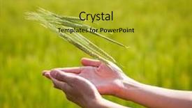  Presentation with fertility - Cool new PPT theme with symbolic gesture suggesting fertility plenitude health woman hands holding unripe barley ears in a lovely barley field lit by summer sunshine backdrop and a gold colored foreground