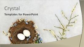  Presentation with white flowers - Colorful slide set enhanced with symbols-of-spring-with-natural backdrop and a white colored foreground