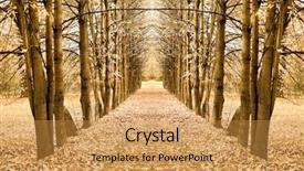  Presentation with maple - Slides featuring symmetric maple alley background and a yellow colored foreground