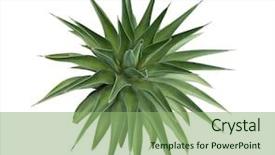  Presentation with plant - PPT theme consisting of symmetrical - sharp pointed agave plant leaves background and a seafoam green colored foreground