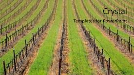  Presentation with symmetrical - Colorful PPT layouts enhanced with symmetrical pattern of vines and green grass of a vineyard cape town area south africa backdrop and a gold colored foreground