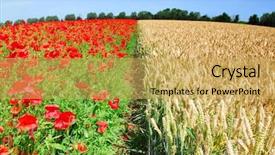  Presentation with symmetrical - Presentation theme enhanced with symmetrical wheat and poppy field in holland with blue sky background and a yellow colored foreground