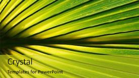  Presentation with green leaf - Presentation theme enhanced with symmetry - close up of green leaf background and a gold colored foreground