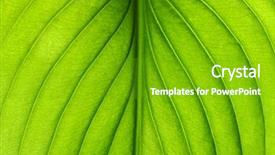  Presentation with green leaf - Slide set with symmetry - green leaf texture background and a shamrock green colored foreground