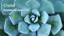  Presentation with succulent - Beautiful slide set featuring symmetry - macro of succulent plant backdrop and a teal colored foreground