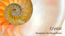  Presentation with shell - Presentation theme with symmetry - nautilus shell isolated on white background and a lemonade colored foreground