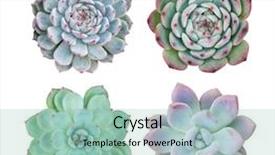  Presentation with succulent - Audience pleasing theme consisting of symmetry - succulent plant in the desert backdrop and a mint green colored foreground