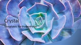  Presentation with succulent - PPT theme with symmetry - succulent plant isolated background and a light blue colored foreground
