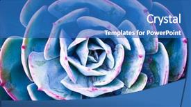  Presentation with succulent - PPT theme enhanced with symmetry - succulent plant background and a teal colored foreground