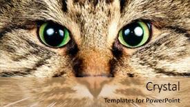  Presentation with siberian cat - Presentation theme featuring symmetry faces - close-up portrait of green-eyed siberian background and a  colored foreground