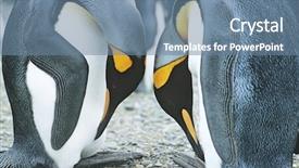  Presentation with head - Slides featuring symmetry faces - pair of penguins head background and a  colored foreground