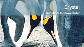  Presentation with head - Audience pleasing slide deck consisting of symmetry faces - pair of penguins head backdrop and a teal colored foreground