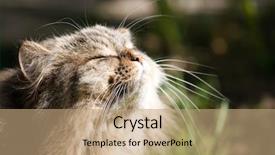  Presentation with siberian cat - Theme consisting of symmetry faces - portrait of siberian cat background and a coral colored foreground