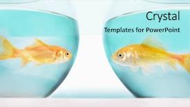  Presentation with goldfish - Amazing slide set having symmetry faces - two goldfish facing each other backdrop and a cool aqua colored foreground