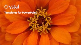  Presentation with extreme - Audience pleasing presentation consisting of symmetry nature - extreme close up shot backdrop and a crimson colored foreground