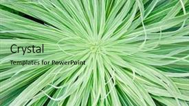  Presentation with chemistry leaves green leaf - Presentation theme having symmetry nature - green leaves close-up natural background background and a seafoam green colored foreground