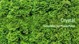  Presentation with natural - Amazing presentation design having symmetry nature - thuja occidentalis green background natural backdrop and a forest green colored foreground