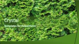  Presentation with india green natural - Slide deck having symmetry nature - thuja occidentalis green background natural background and a forest green colored foreground