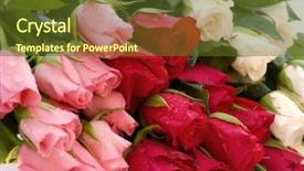  Presentation with bunch - Beautiful PPT theme featuring sympathy card - bunch of roses backdrop and a tawny brown colored foreground