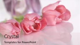  Presentation with sympathy card - PPT theme consisting of sympathy card - pink tulips with a soft background and a lemonade colored foreground