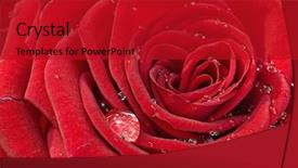  Presentation with sympathy card - Theme enhanced with sympathy card - red rose background and a  colored foreground