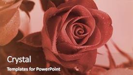  Presentation with sympathy card - PPT theme having sympathy card - sepia toned of rose flower background and a tawny brown colored foreground