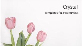  Presentation with sympathy card - Presentation enhanced with sympathy card - three pink tulips on white background and a pink colored foreground